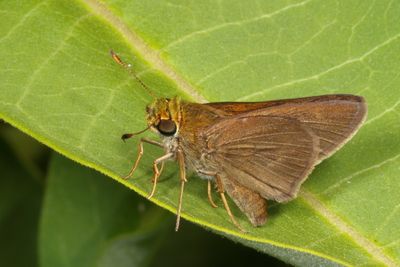 Dun Skipper