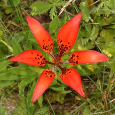 Lilium philadelphicum * Wood Lily