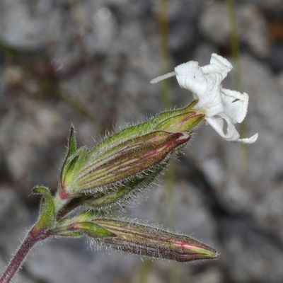 Silene latifolia * White Campion