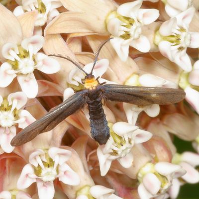 Hodges#4624 * Grapeleaf Skeletonizer * Harrisina americana