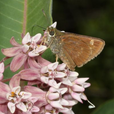 Little Glassywing