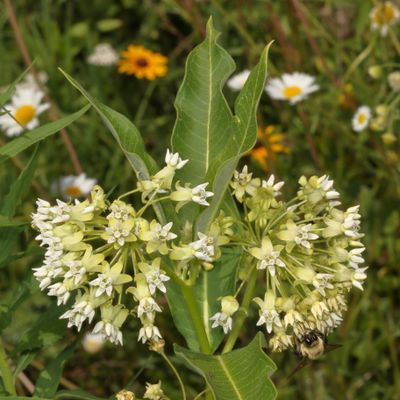 Asclepias syriaca * Common Milkweed