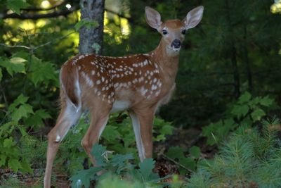 White-tailed Deer