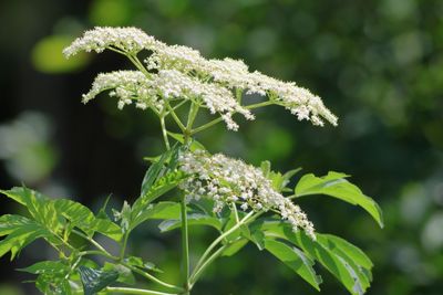 Sambucus canadensis * American Black Elderberry