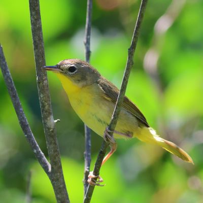 Common Yellowthroat  ♀