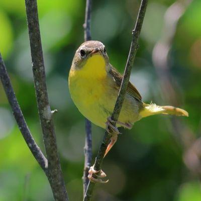 Common Yellowthroat  ♀