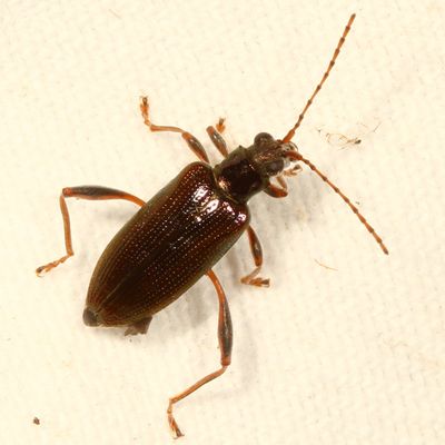 Donacia cincticornis ♀