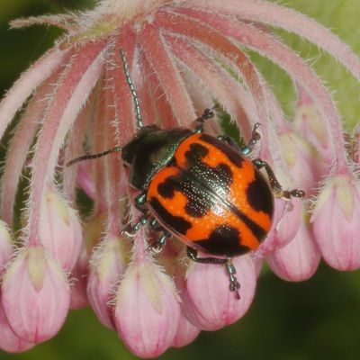 Labidomera clivicollis