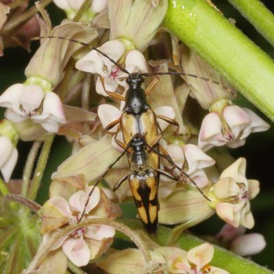 Etorofus subhamatus