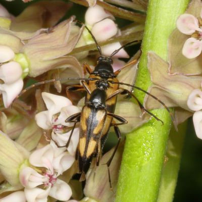 Etorofus subhamatus