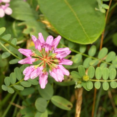 Securigera varia * Purple Crownvetch