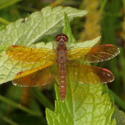 Eastern Amberwing ♂