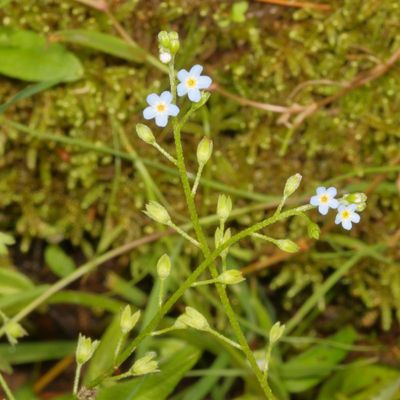 Myosotis laxa * Bay Forget-Me-Not