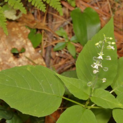 Circaea canadensis * Broadleaf Enchanter's Nightshade