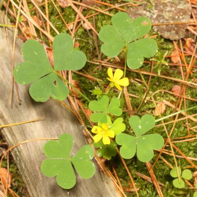 Upright Yellow Woodsorrel * Oxalis stricta
