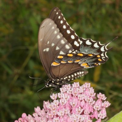 Spicebush Swallowtail