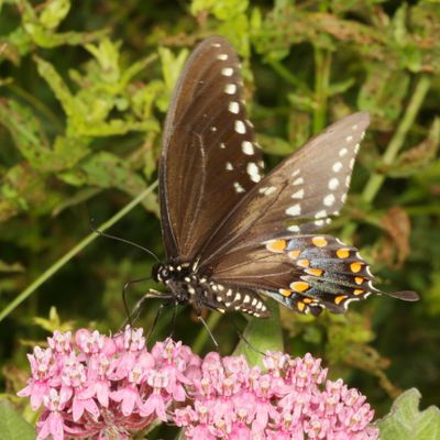 Spicebush Swallowtail