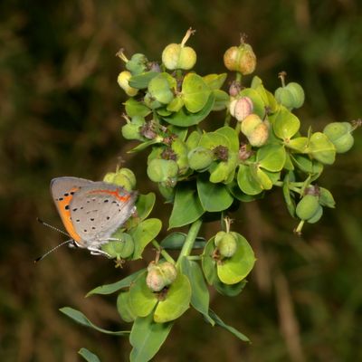American Copper