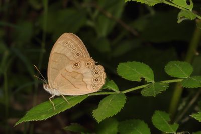 Appalachian Brown