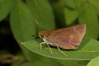 Dun Skipper