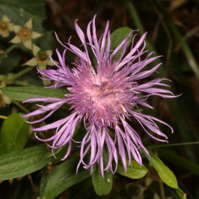 Centaurea jacea * Brown Knapweed