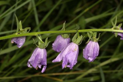 Campanula rapunculoides * Creeping Bellflower