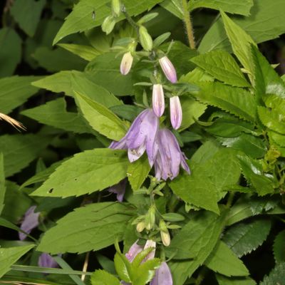 Campanula rapunculoides * Creeping Bellflower