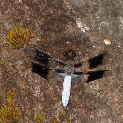 Common Whitetail  ♂