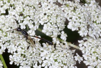 Genus Gasteruption