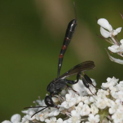 Gasteruptiidae : Carrot Wasps