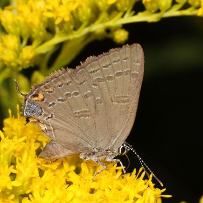Edwards Hairstreak