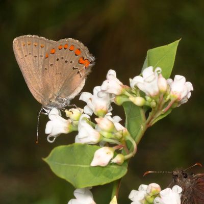 Coral Hairstreak