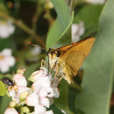 Delaware Skipper