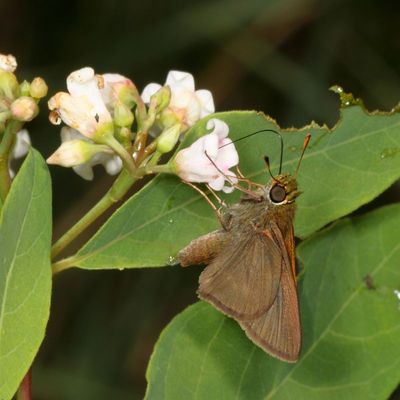 Dun Skipper