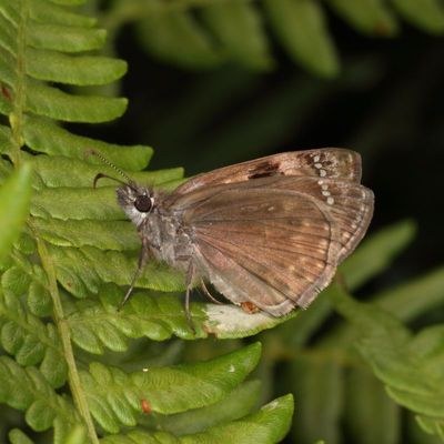 Horace's Duskywing