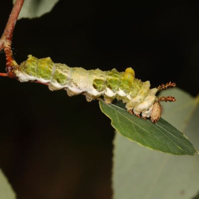 Genus Limenitis