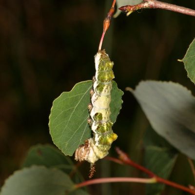 Genus Limenitis