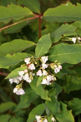 Apocynum androsaemifolium * Spreading Dogbane