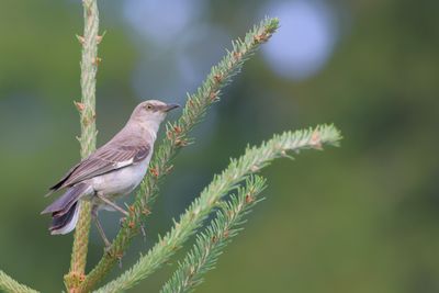Northern Mockingbird
