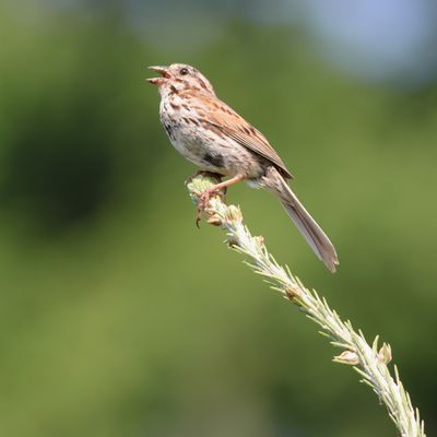 Song Sparrow
