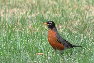 American Robin