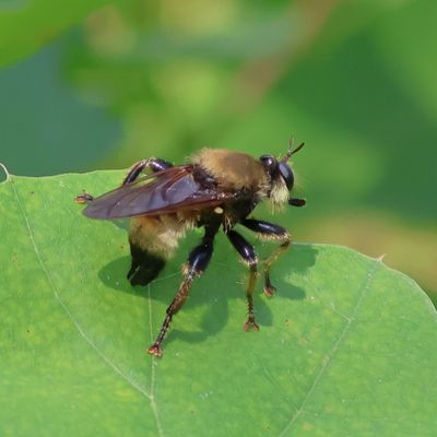 Genus Laphria