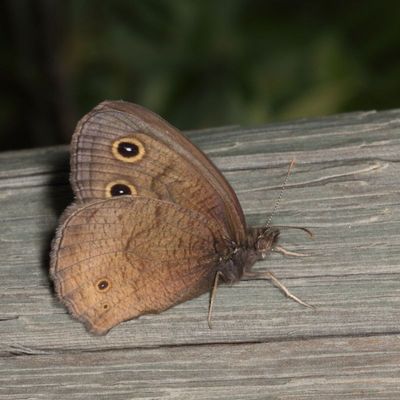 Common Wood-Nymph