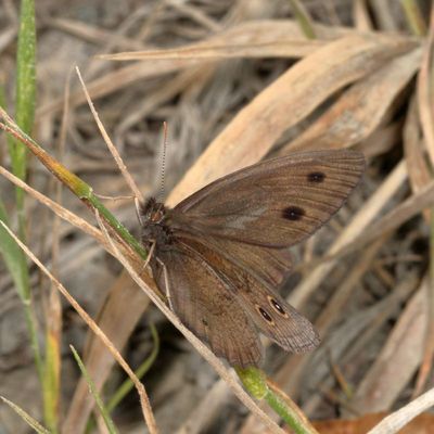 Great Basin Wood Nymph