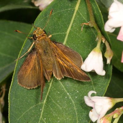 Dun Skipper