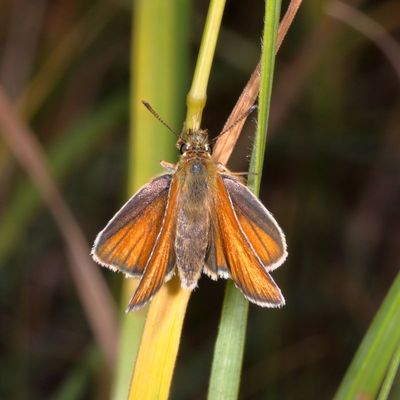 European Skipper