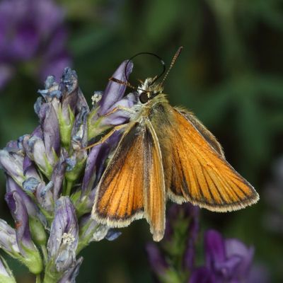 European Skipper