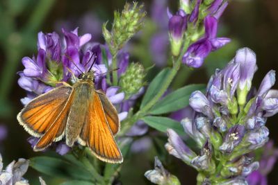European Skipper 