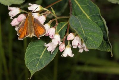 European Skipper