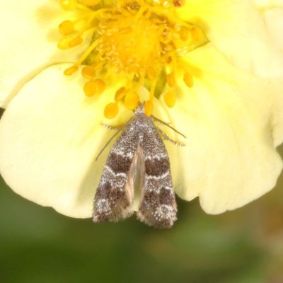 Hodges #2485 * Tinagma gigantea (Very Tentative)